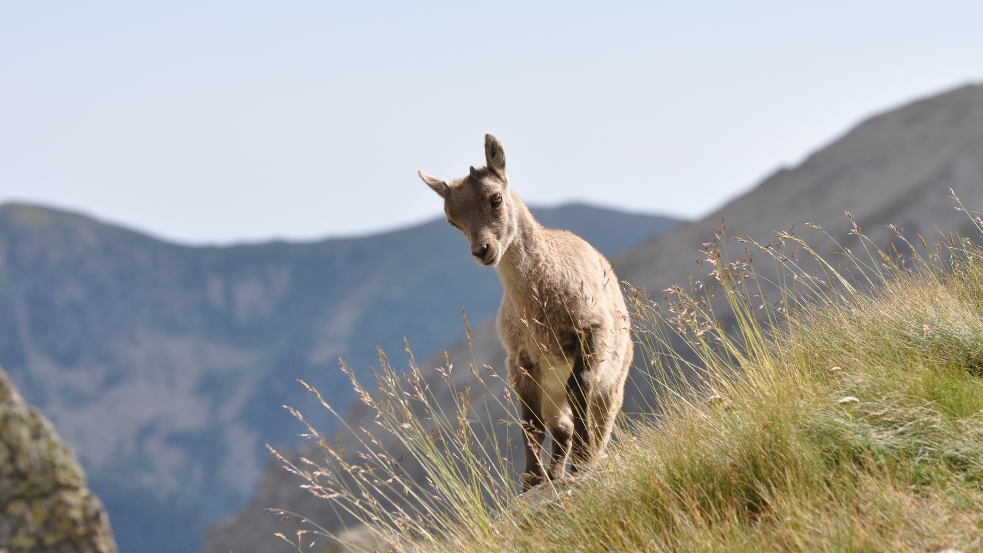 Jeune bouquetin sur une pente alpine du Mercantour devant des cimes