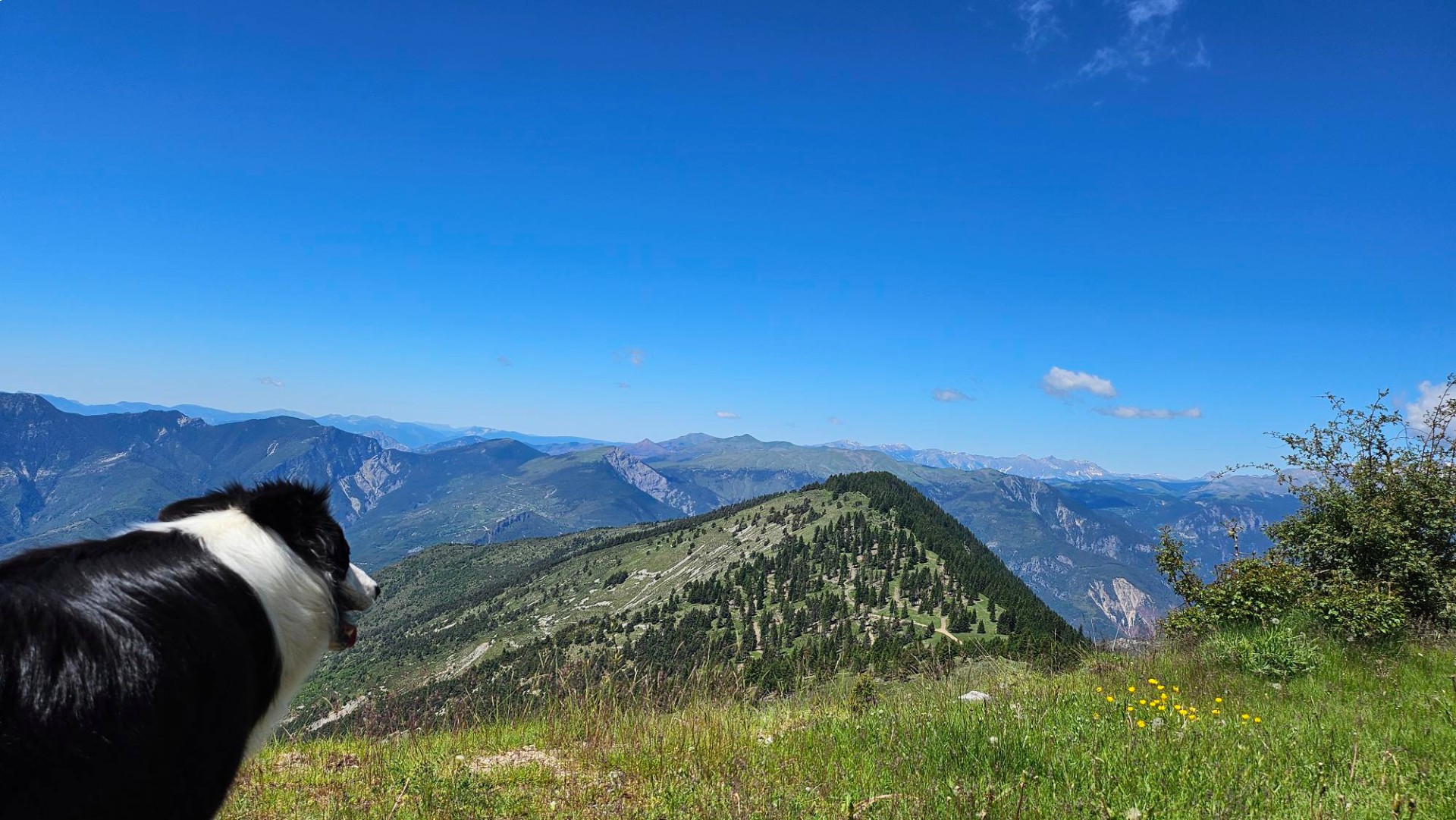 Border collie admirant un panorama montagnard du Mercantour sous un ciel bleu